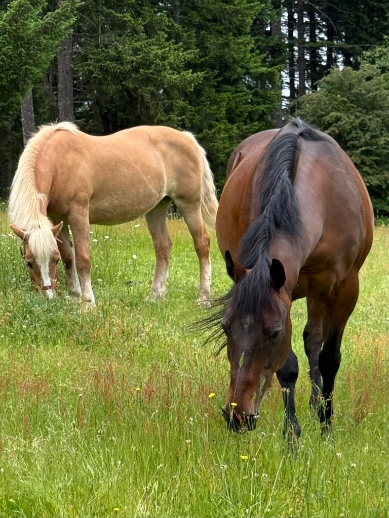 Two horses grazing in a lush green field surrounded by trees.